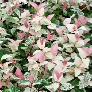 Tracehelospermum tri colour Varigated Asian jasmine