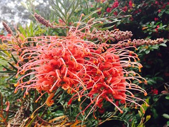 Grevillea species
