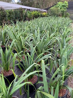 Pandanus Pedunculatus Screw Palm