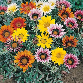 Gazania  Rigens Treasure Flower