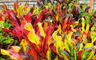 Codiaeum Croton Mammy