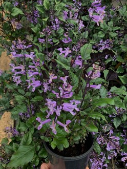 Plectranthus Species Spur Flower