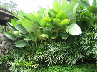 Calathea lutea Cuban Cigar