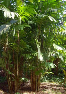 Ivory Cane Palm Pinanga Coronata