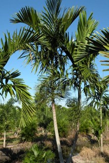 Ptychosperma elegans Solitair Palm 