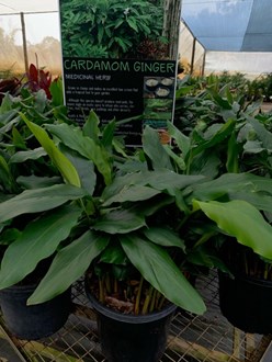 Alpinia Nutans Elettaria Cardamomum Cardamon Ginger