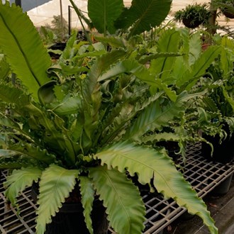 Asplenium Osaka