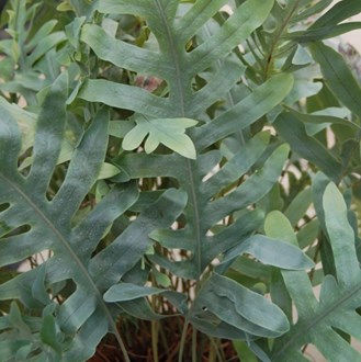 Phlebodium Aureum Blue Star Fern