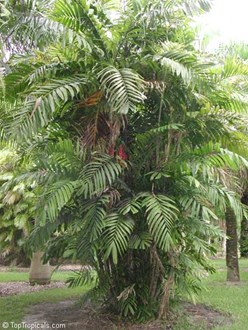 Ptychosperma macarthurii Palm