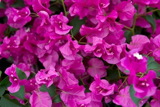 Bougainvillea Species
