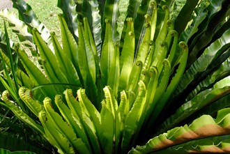 Asplenium species Bird Nest Fern 