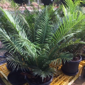 Blechnum Silver Lady Fern