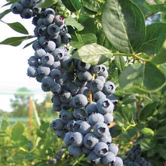 Blueberry Species