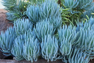 Senecio Serpens Blue Chalk Sticks