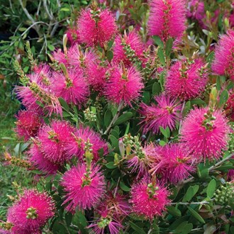 Callistemon Pink Alma