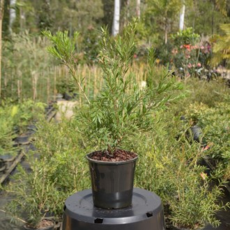 Callistemon Wilderness White