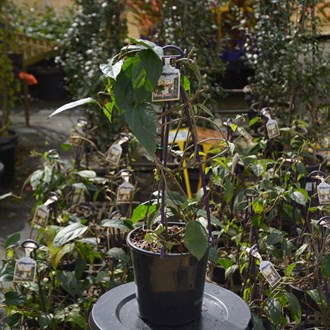 Clerodendrum Bleeding Heart