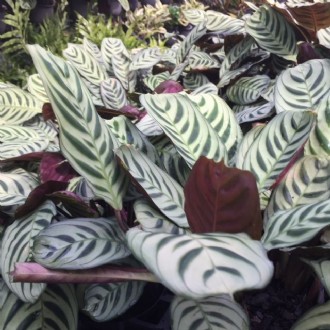 Ctenanthe Burle Marxii