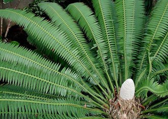 Dioon Spinulosum