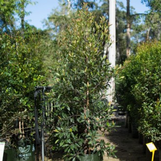 Elaeocarpus reticulatus Prima Donna 'Blueberry Ash'