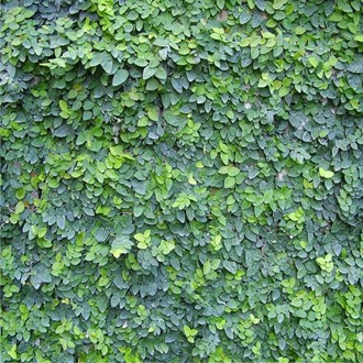 Ficus Pumila 'Creeping Fig'