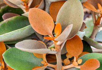 Kalanchoe 'Copper Spoon'