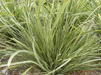 Lomandra Lucky Stripe