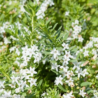 Myoporum Parvifolium Creeping Boobialla 'Fine Leaf'