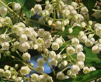 ELAEOCARPUS OBOVATUS HARD QUANDONG 