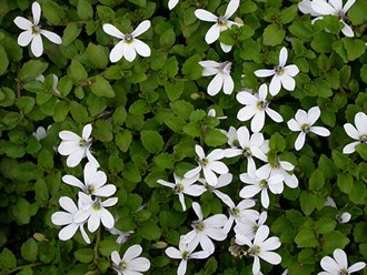 Pratia Pedunculata blue star creeper  