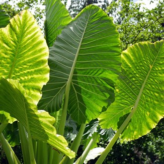 Alocasia Macrorrhiza Elephant Ear