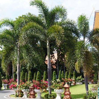 Wodyetia Foxtail Palm 