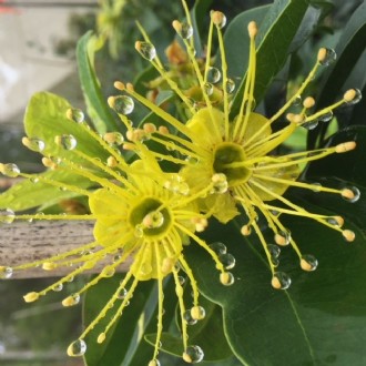 Xanthostemon Fairhill Gold