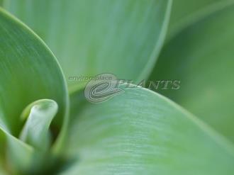 Agave attenuata