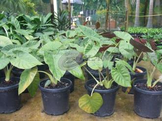 Alocasia Elephant Ear Wentii