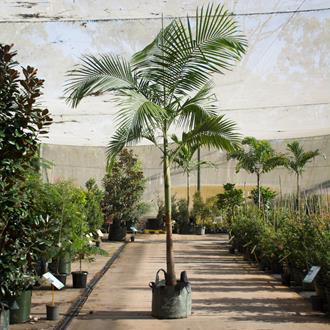 Archontophoenix Cunninghamiana Bangalow Palm 