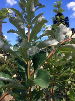 Banksia Integrifolia Coastal Banksia