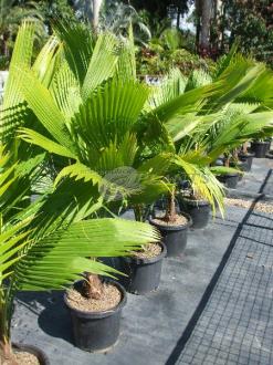 Rainforest Coconut Palm
