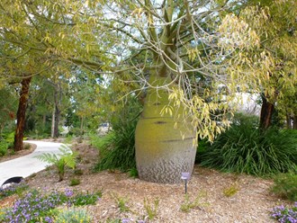 Brachychiton Rupestris Queensland Bottle Tree