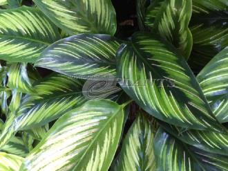 Calathea Beauty Star