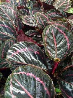 Calathea Dottie
