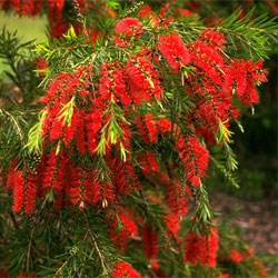 Callistemon Wild Fire (RED)