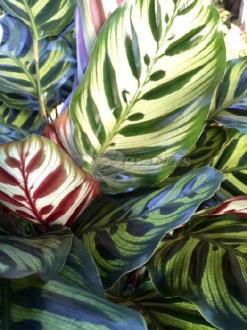 Calathea Makoyana