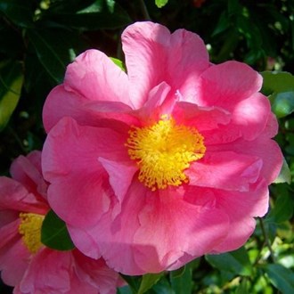 Camellia 'Dazzler'