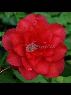 Camellia Japonica 'Black Tie'