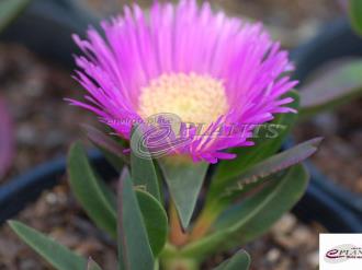 Carpobrotus Glaucescens Pig Face