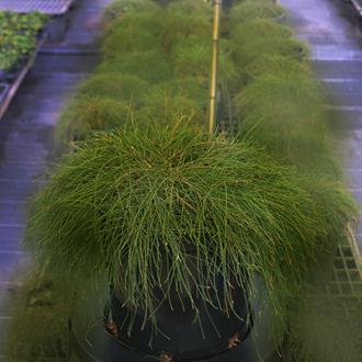 Casuarina Cousin It