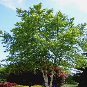 Betula Nigra Tropical Birch