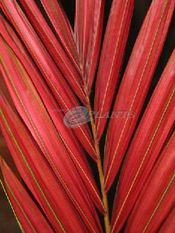 Flame Thrower Palm