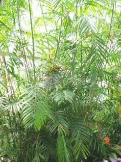 Chamaedorea Seifrizii Bamboo Palm